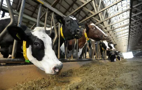 Lanzan en Francia una web de contactos para vacas y toros