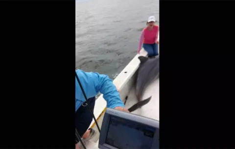 Delfín se lanza dentro de una lancha