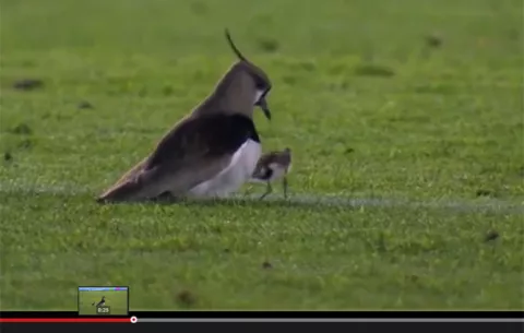 Un tero y sus bebés interrumpen partido de fútbol: Video