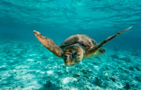 Las tortugas colonizaron el Mediterráneo antes de la última glaciación
