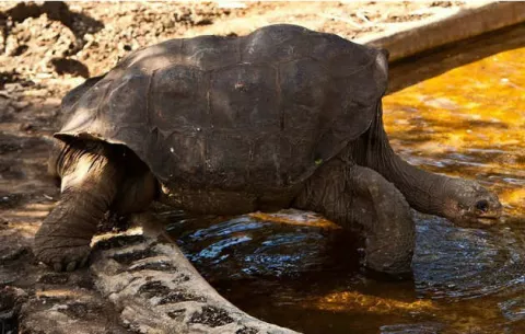 Llega a Nueva York Solitario George, la última tortuga gigante de Galápagos