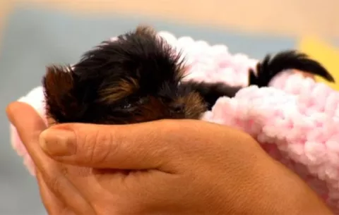 Posiblemente el cachorro más pequeño del mundo, sino el más lindo