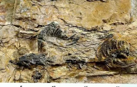 Hallan en Corea del Sur el fósil completo de un pequeño dinosaurio