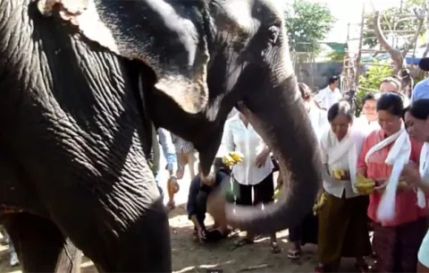 Elefante se jubilará