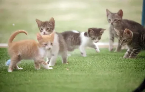 VIDEO Una caja de gatitos sirve de receta contra el estrés