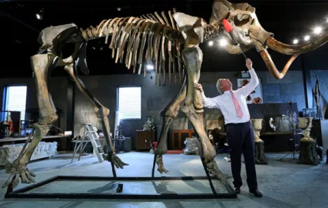 Subastan esqueleto de mamut enorme