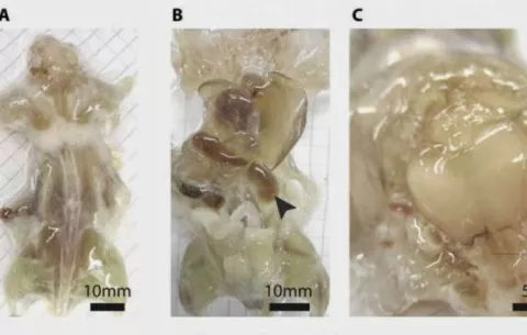 Científicos japoneses logran crear ratones transparentes 