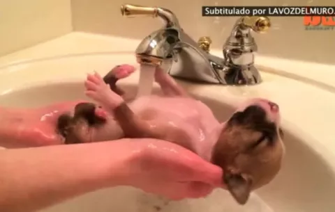 Video: Un cachorro rescatado disfruta de su baño
