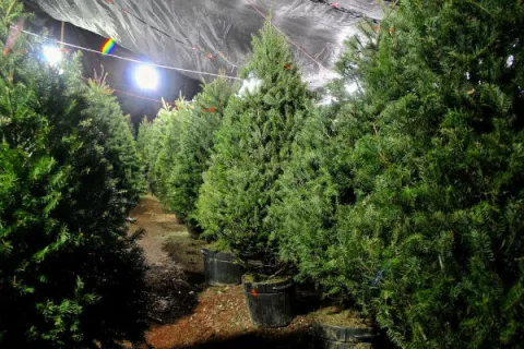 EEUU compra árboles de Navidad hasta por internet