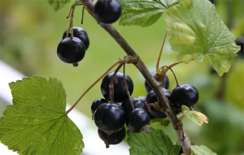Los arándanos azules pueden anular los efectos de una dieta grasosa