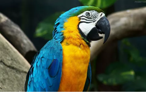 Investigadores identifican virus desconocido en loros pasado a seres humanos