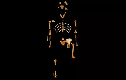 Feliz cumpleaño a Lucy, el esqueleto que reveló más sobre la evolución