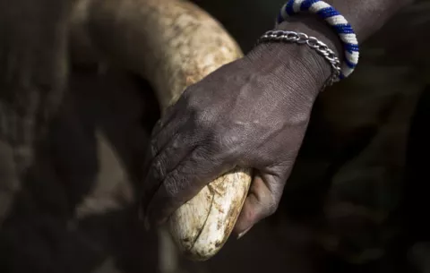Video: los elefantes desaparecen