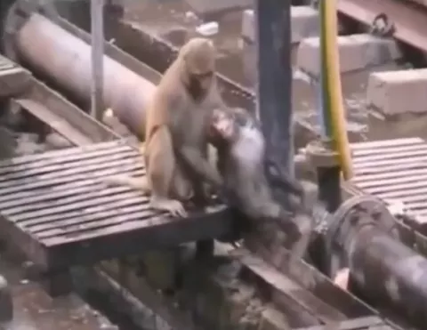 Video: Mono rescata a su amigo de las vías del tren