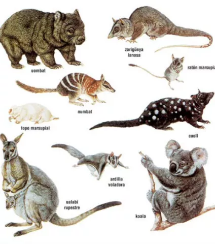 Sacan ADN de dos marsupiales gigantes que poblaron Australia hace 40 mil años