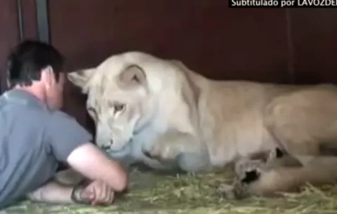 Este hombre se ha ganado el cariño de una leona