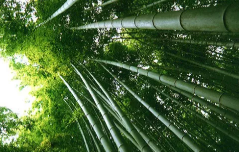 Biólogos chinos descubren molécula que coordina ciclos de floración de bambú