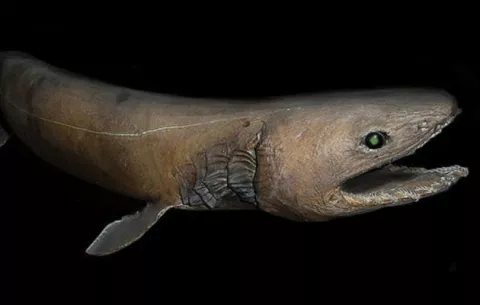 Avistan un raro tiburón conocido como "el fósil viviente" en Australia