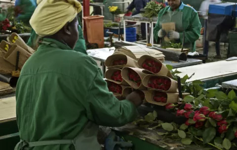 La rosa menos romántica de San Valentín