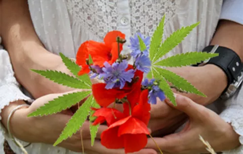 Investigan consumo maternal de marihuana