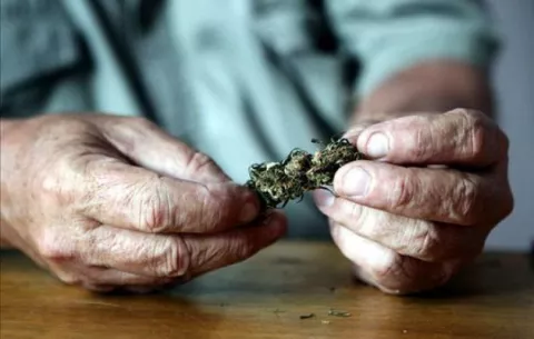 El consumo de cannabis potente, ligado a uno de cada cuatro casos de psicosis