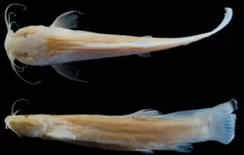 Descubren en Brasil una nueva especie de pez que vive en cavernas