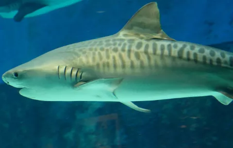 Estudian hábitos del tiburón tigre para proteger a los bañistas australianos