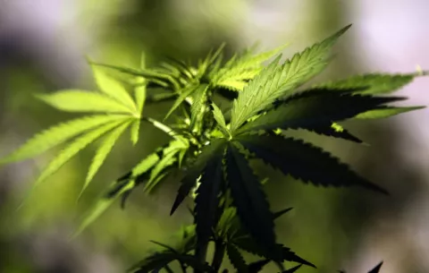 Aumenta el cultivo de marihuana gourmet en México