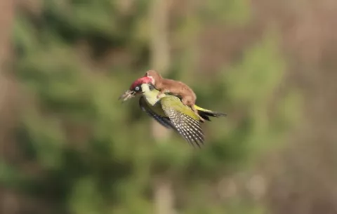 El relato detrás de la foto del pájaro carpintero y la comadreja 