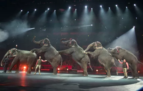 Ringling Bros. elimina actos de elefantes