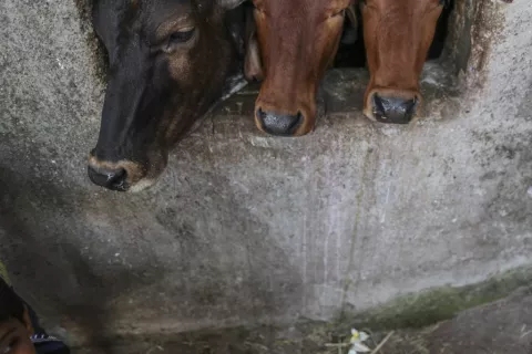 Vacas de ciudad india serán censadas con foto tras ley contra carne bovina