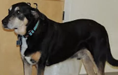 Perro entrenado para detectar cáncer de tiroides