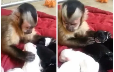 Mono se rinde ante ternura de cachorros