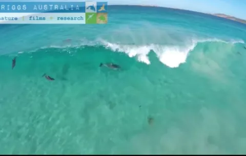 #Video: Un dron logra grabar a delfines haciendo "surf"