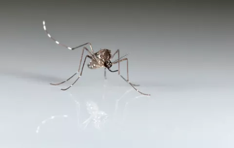 ¿Eres dulce para los mosquitos? Podría ser tu genética
