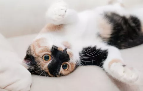 Tu mascota puede sufrir alergias... ¡a ti!