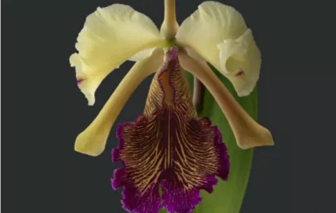 Describen en Costa Rica variación de la orquídea "más bella del mundo"