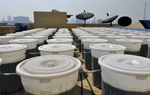 Las azoteas de Bangkok , un vivero de superalimentos como la spirulina