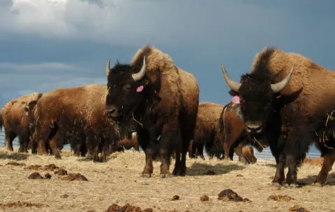 Bisonte ataca a una joven que posaba para una foto en parque de Yellowstone