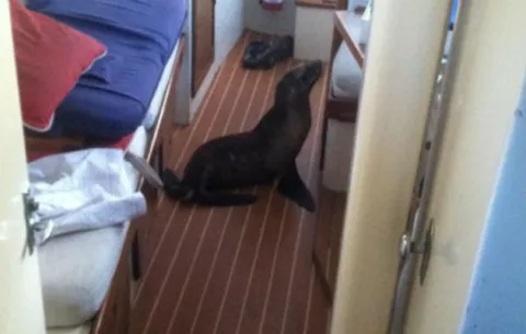 Cachorro de león marino se cuela a dormir en un yate