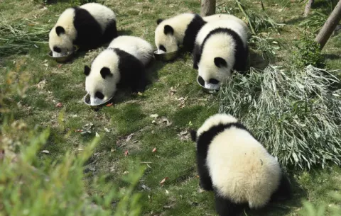 Diez individuos presos por vender carne de panda en China