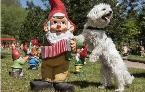 Cómo reducir la posibilidad de ser mordido por un perro