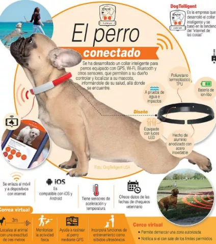 Crean collar con datos importantes de su perro