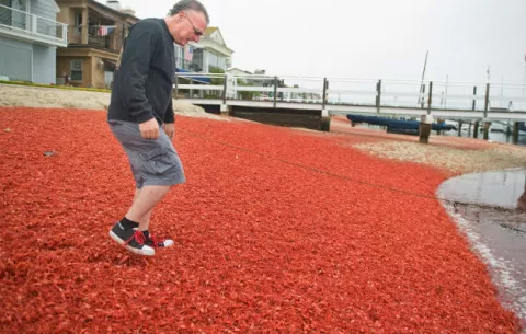 Miles de cangrejos mueren en playas de California