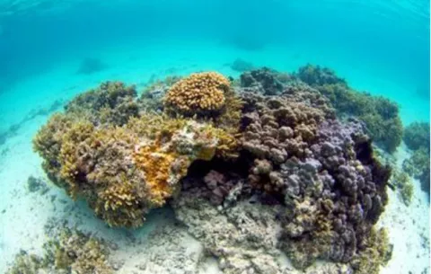 Corales acroporas son vitales para la protección de los peces contra el sol