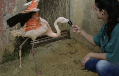 Flamenco en zoológico de Brasil recibe una pata artificial