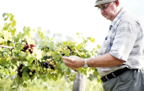 Aceite de pepitas de uva muscadine ayuda a reducir la obesidad