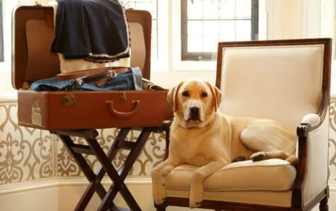 Hoteles ‘pet friendly’, tendencia mundial que crece