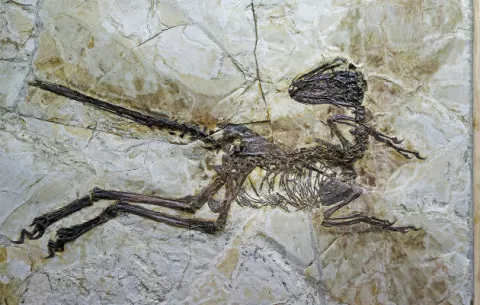 Descubren fósil de dinosaurio emplumado