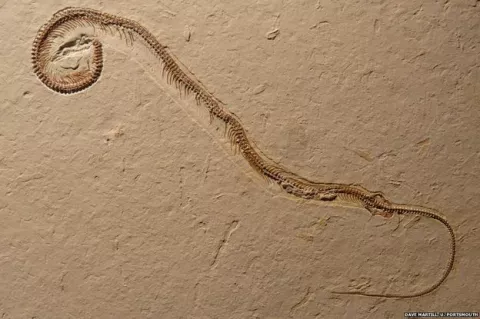 Hallan un fósil de serpiente con cuatro patas